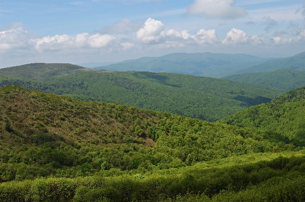 Landscape tree nature forest Photo