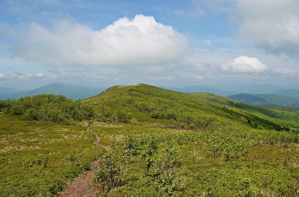 風景 自然 草 荒野
