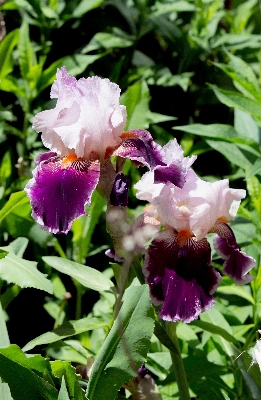 花 植物 紫 咲く 写真