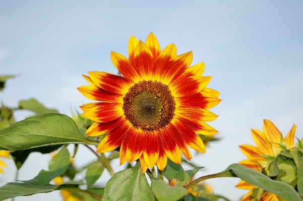 Foto Naturaleza planta campo flor