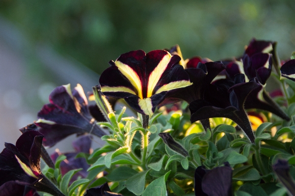 Plant leaf flower petal Photo