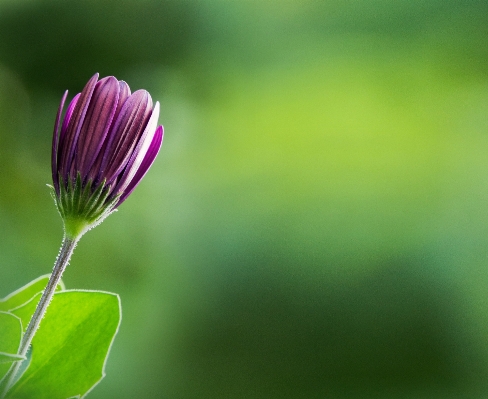 Photo Nature herbe fleurir usine