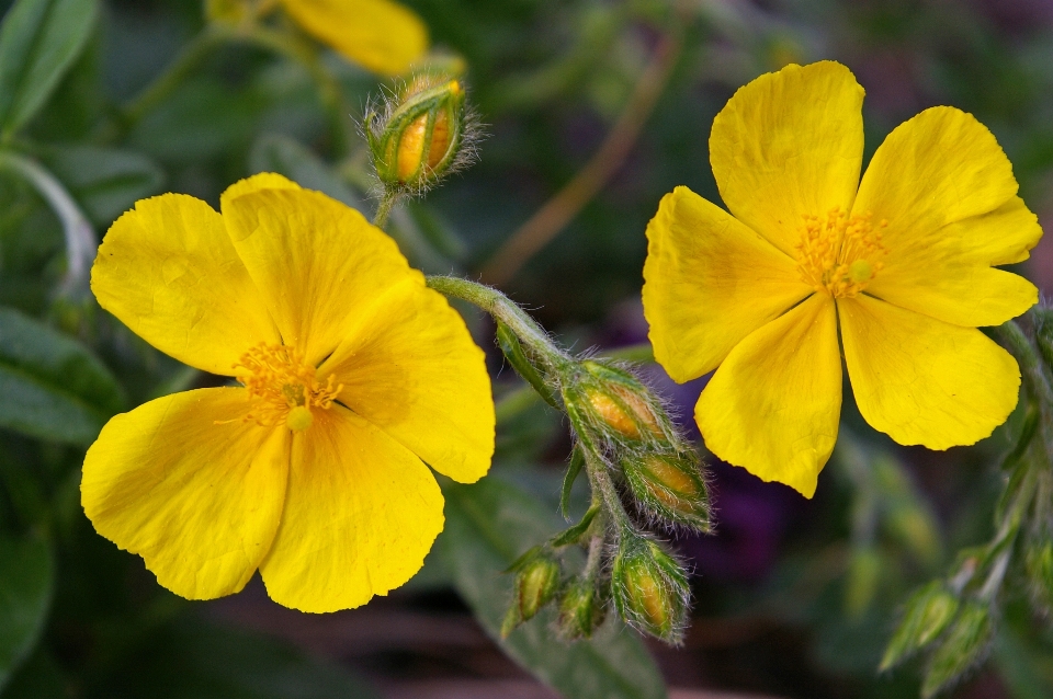 Natur anlage blume blütenblatt