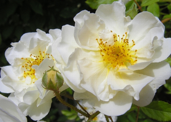 Nature blossom plant flower Photo