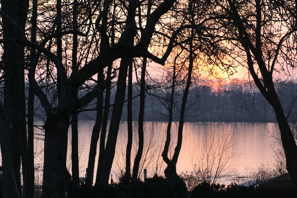 árvore água natureza floresta