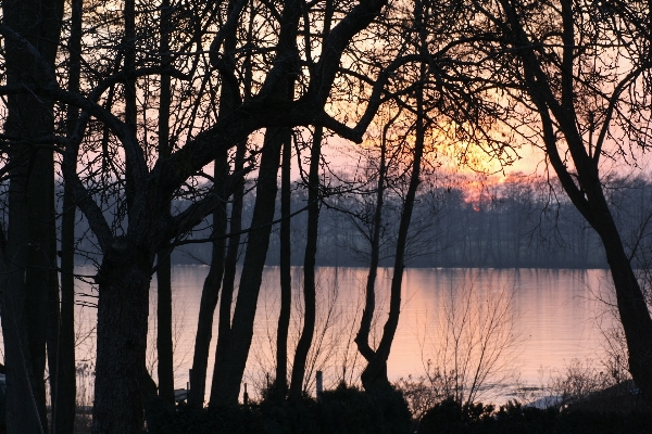 Tree water nature forest Photo