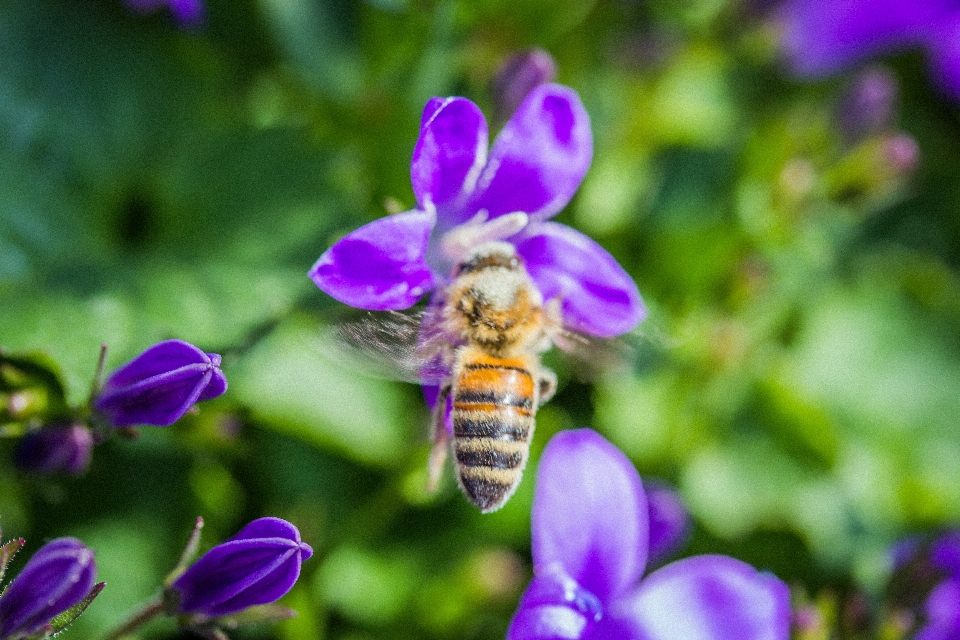 Natura fiore pianta viola