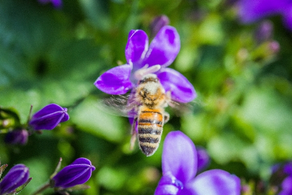 Nature blossom plant flower Photo