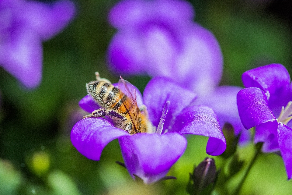 自然 花 植物 写真撮影