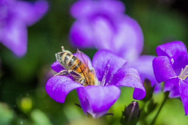 Nature blossom plant photography Photo