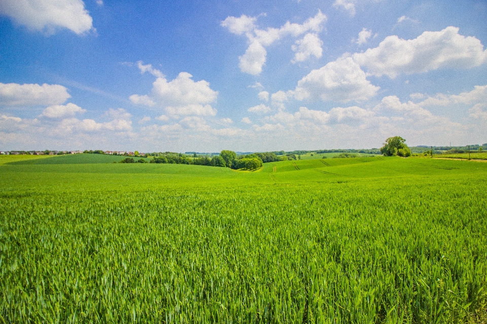 Paysage nature herbe horizon