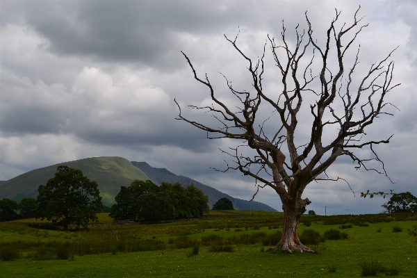 Landscape tree nature grass Photo