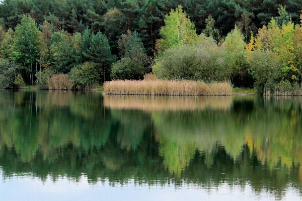 風景 木 水 自然 写真