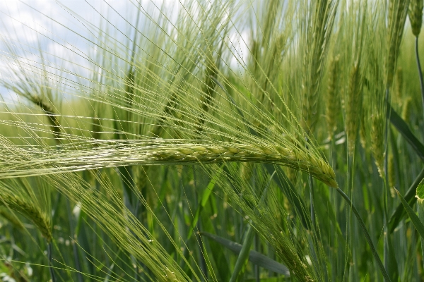 Grass plant field barley Photo