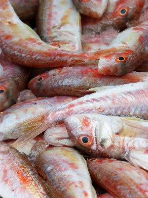 Foto Piring makanan laut ikan