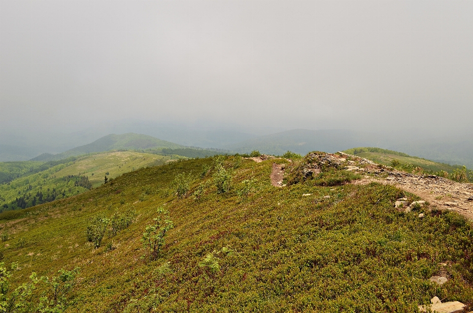 Krajobraz wybrzeże drzewo natura