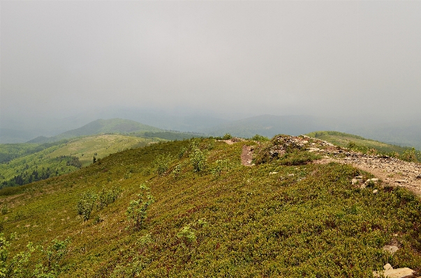 風景 海岸 木 自然 写真