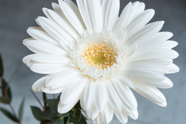 Foto Fiore bianco e nero
 pianta