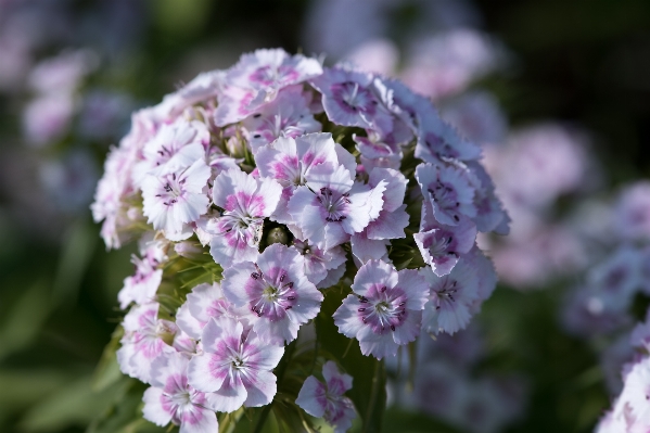 Nature blossom plant white Photo