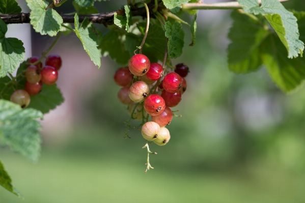 Branch plant fruit berry Photo