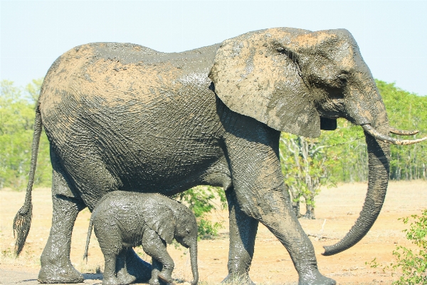 自然 野生動物 愛 若い 写真