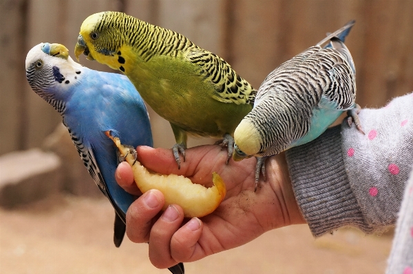 鳥 動物 動物園 食べ物 写真