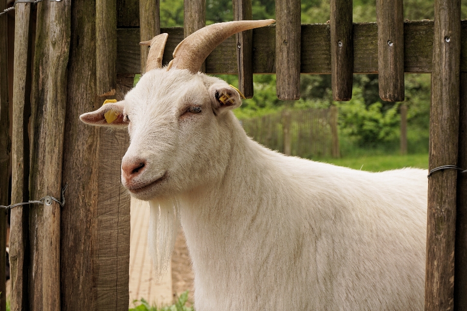 Weiss tier ziege haustier