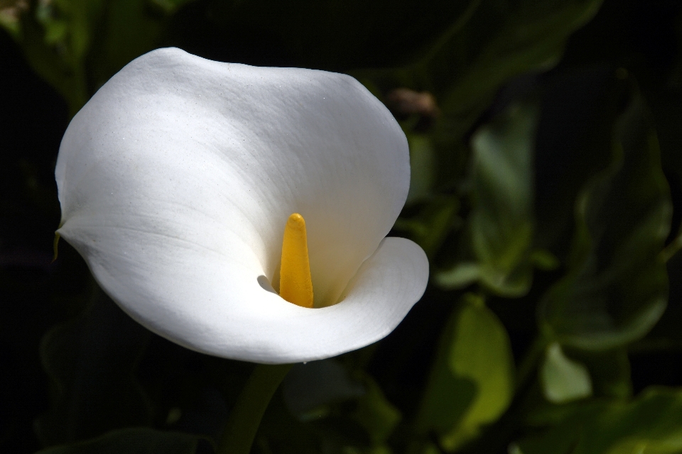 Nature blossom plant white