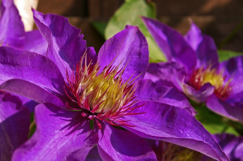 Nature fleurir usine fleur