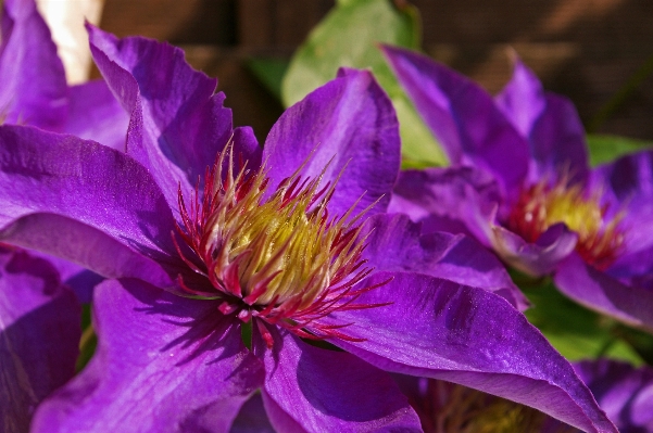 Nature blossom plant flower Photo