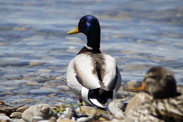 水 自然 鳥 湖 写真