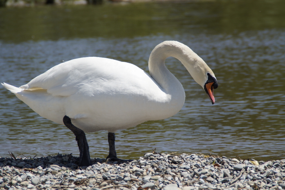 Wasser natur vogel flügel