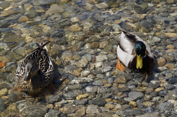 水 自然 鳥 女性 写真