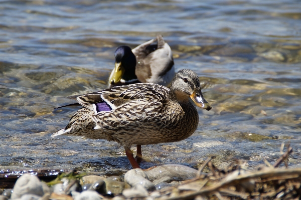 水 自然 鳥 女性 写真