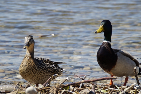 水 自然 鳥 湖 写真