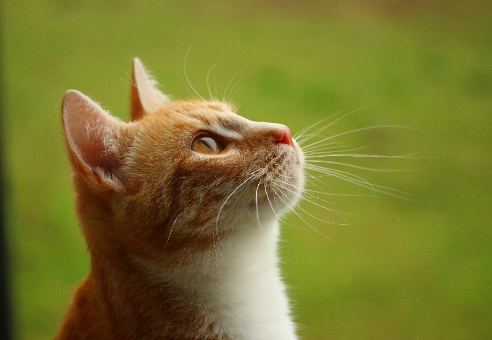 Gatito gato mamífero fauna