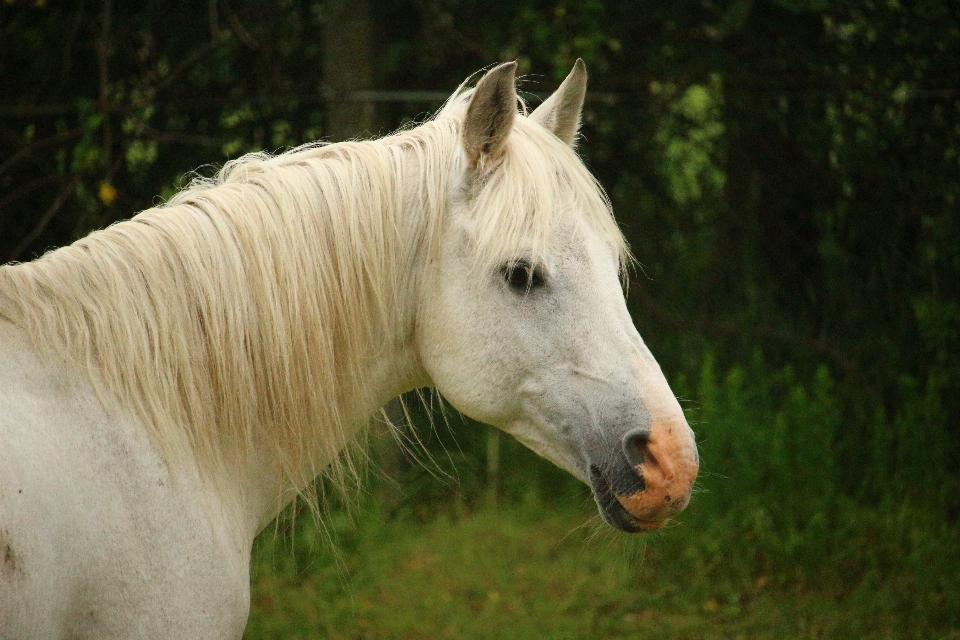 Pasture horse mammal stallion