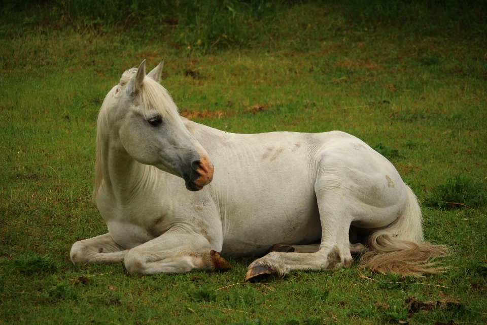 Pasture grazing horse mammal