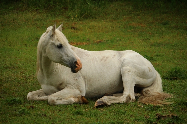 Pasture grazing horse mammal Photo