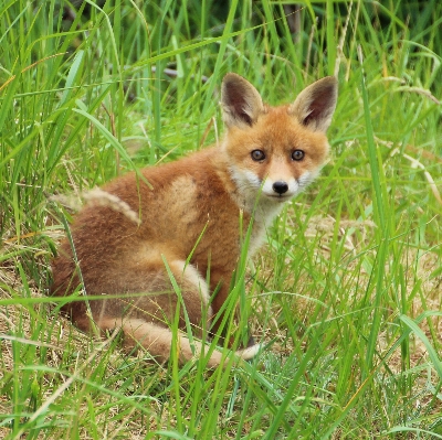 Wildlife mammal fox fauna Photo