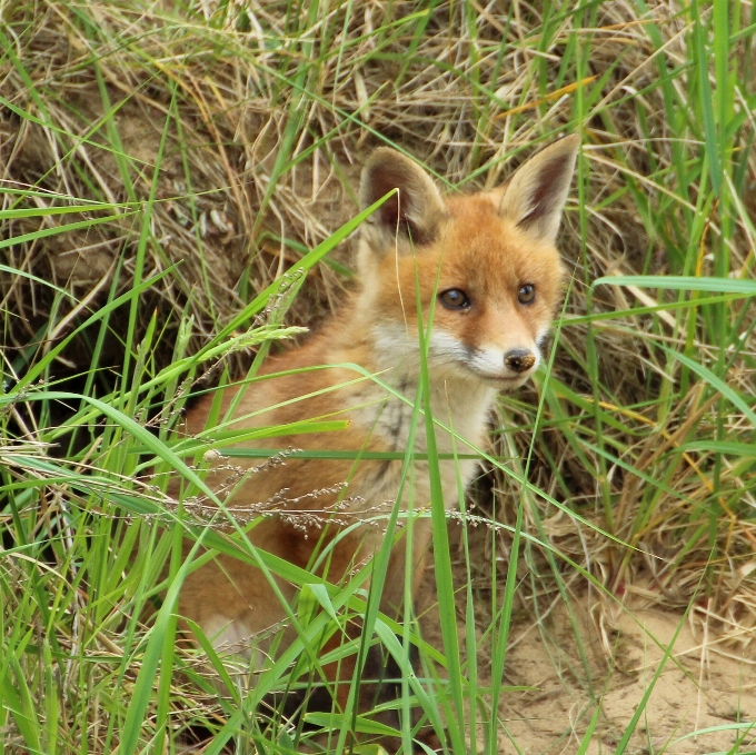 野生動物 哺乳類 狐 fauna