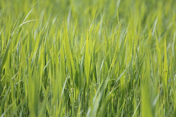 Nature grass plant field Photo