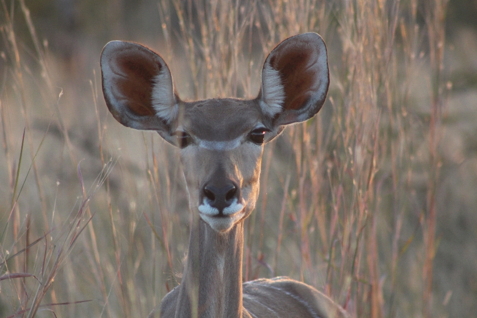 Naturaleza desierto
 animal fauna silvestre