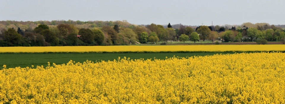 Paysage nature usine champ