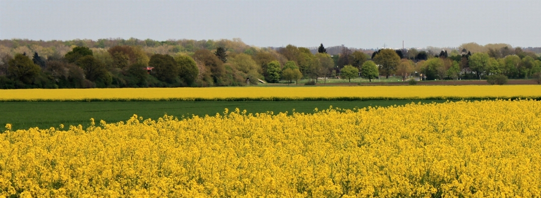 Landscape nature plant field Photo