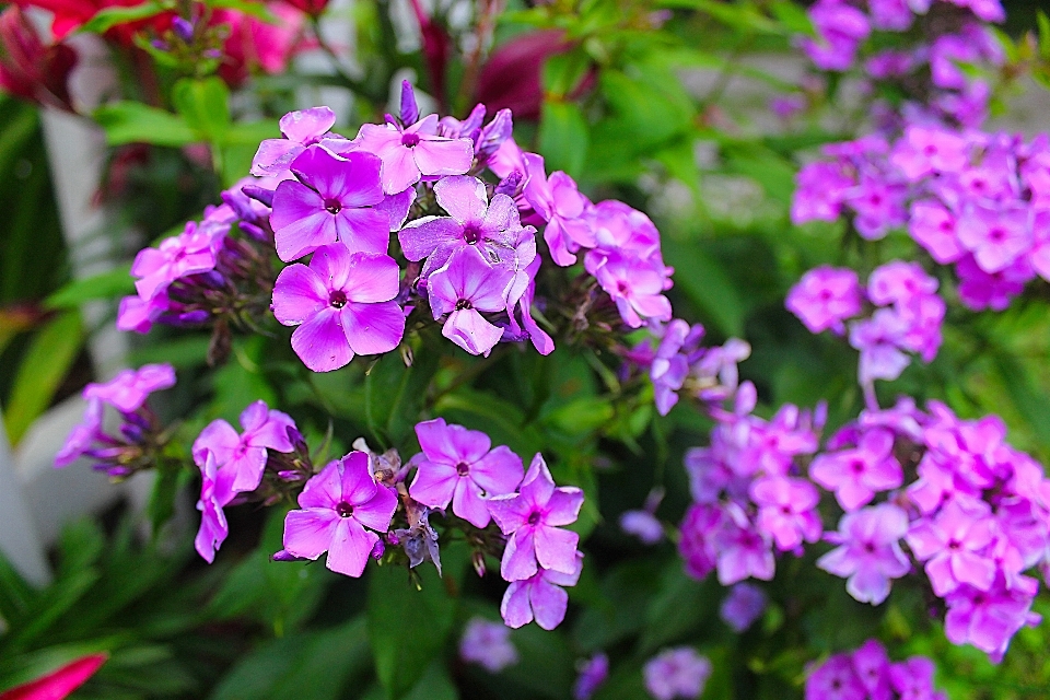 Nature blossom plant bunch