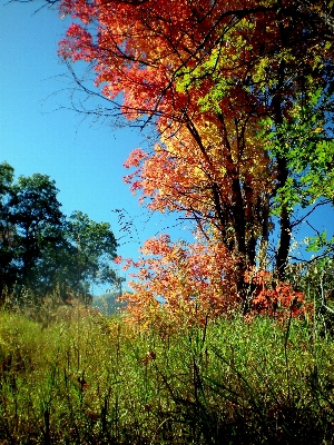 Tree nature forest grass Photo