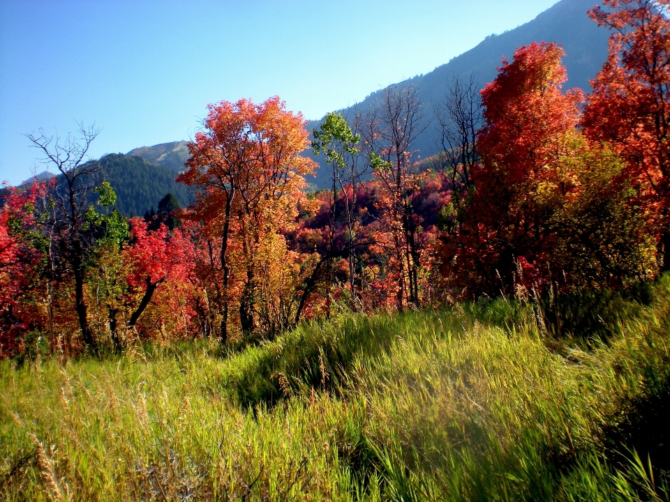 Tree nature forest grass