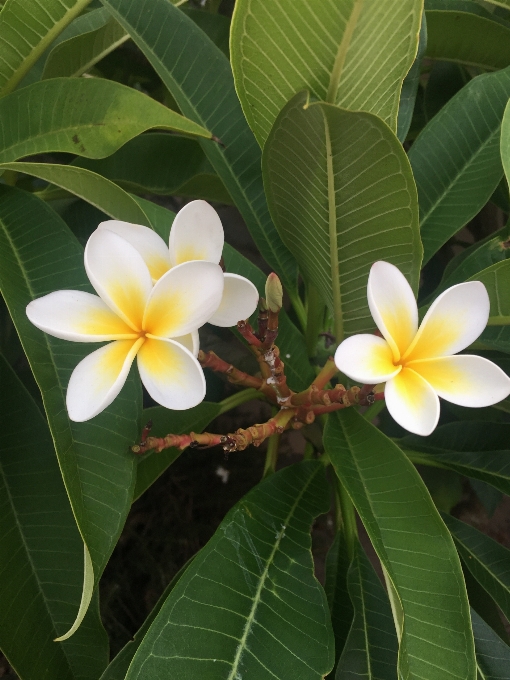 árvore florescer plantar branco