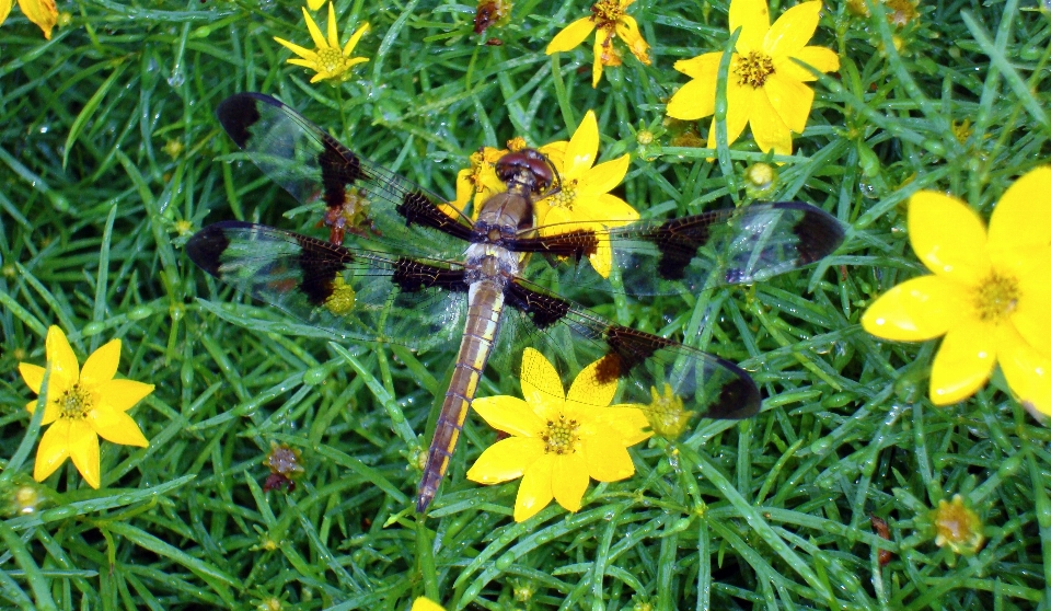 Natura all'aperto ala pianta